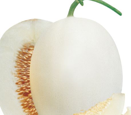 설향