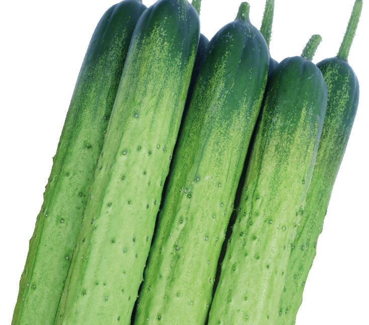 청어람백다다기