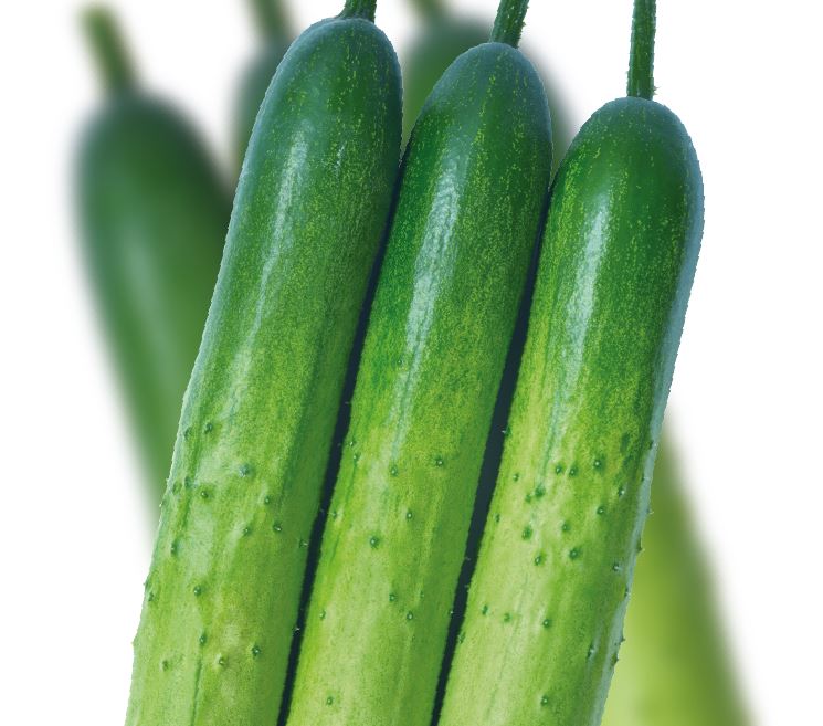 강인한백다다기
