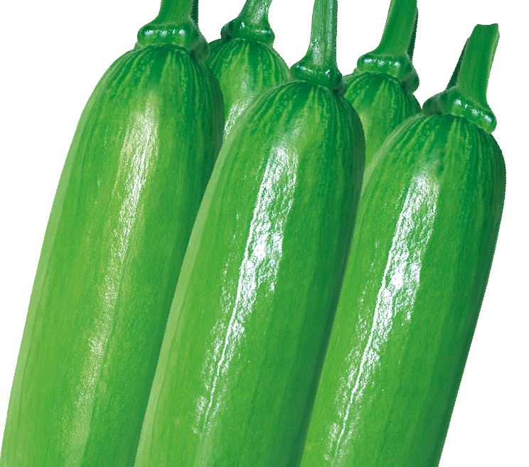 진한애