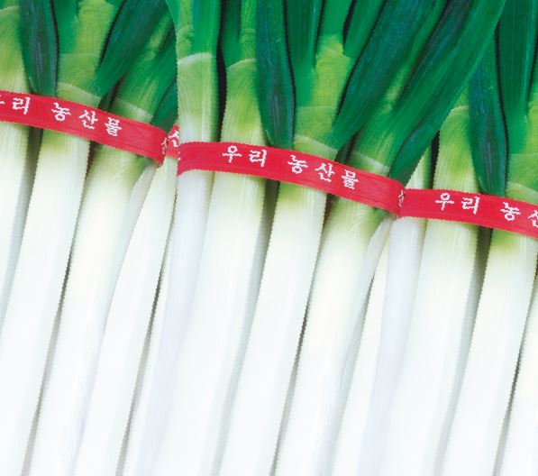 대청파